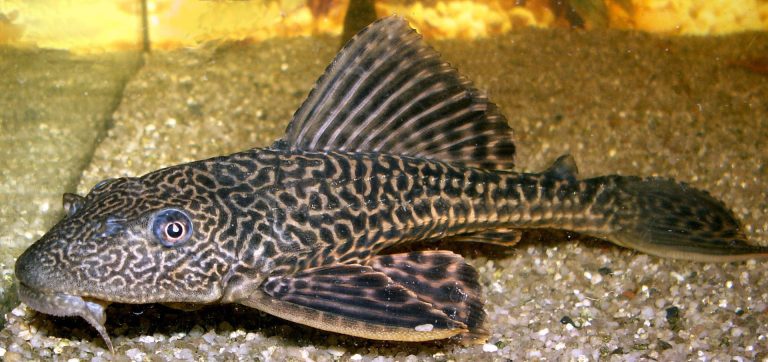 Vatoz (Pleco) Balığı