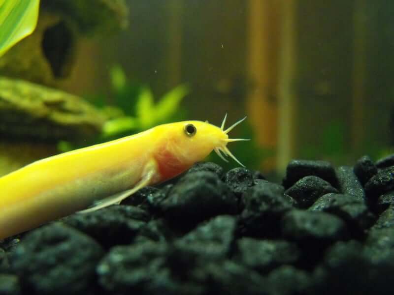 Dojo loach 1 - Dojo Loach Care (aka Weather Or Pond Loach)