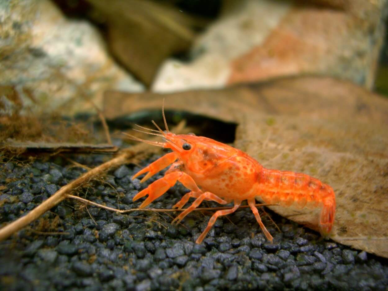Dwarf Crayfish - Zwergflusskrebse