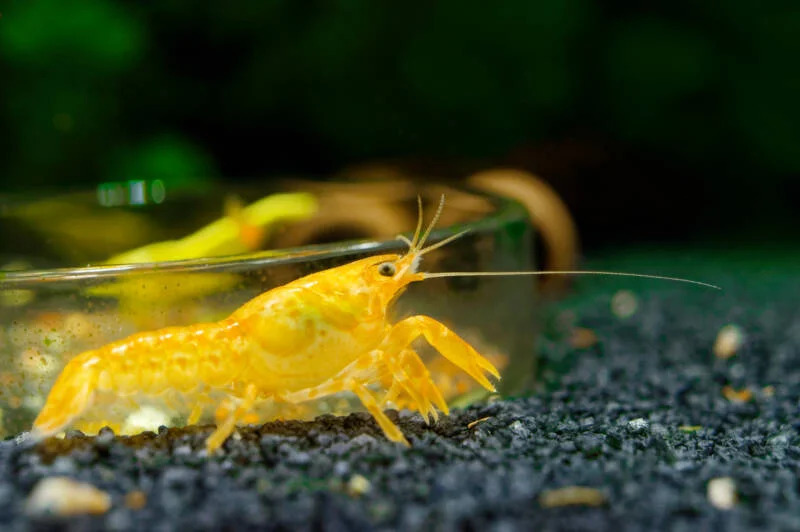 Dwarf Crayfish1 - Cambarellus
