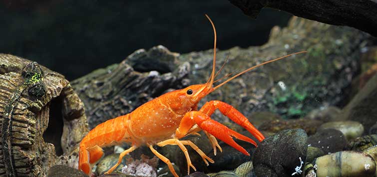 Dwarf Crayfish2 - Cambarellus