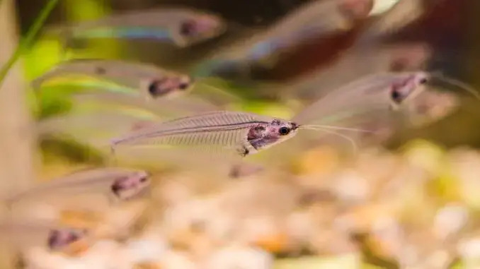 Glass Catfish1 - Cam Kedibalığı