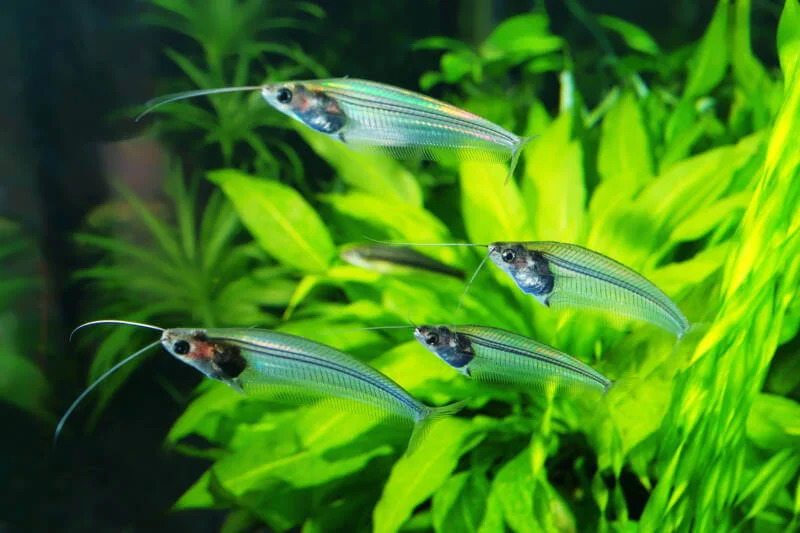 Glass Catfish2 - Cam Kedibalığı