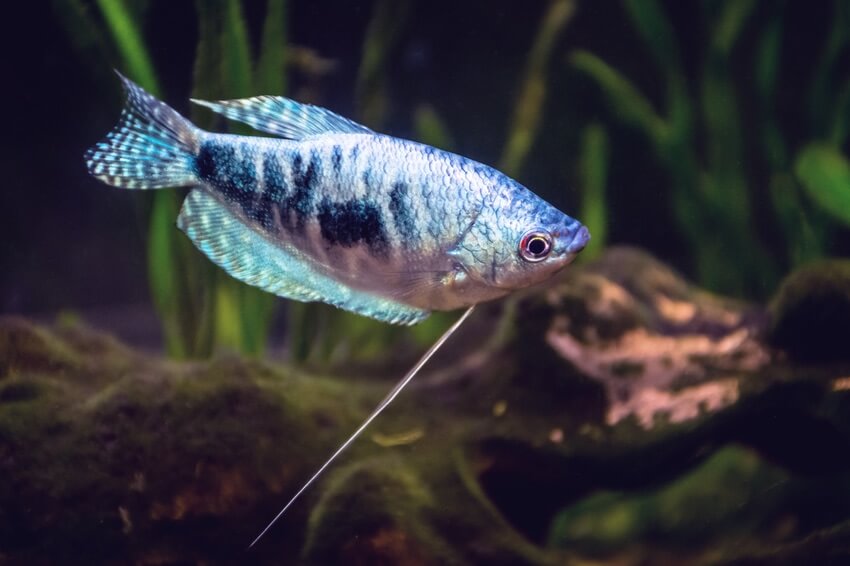 Opaline Gourami - Gepunkteter Fadenfisch