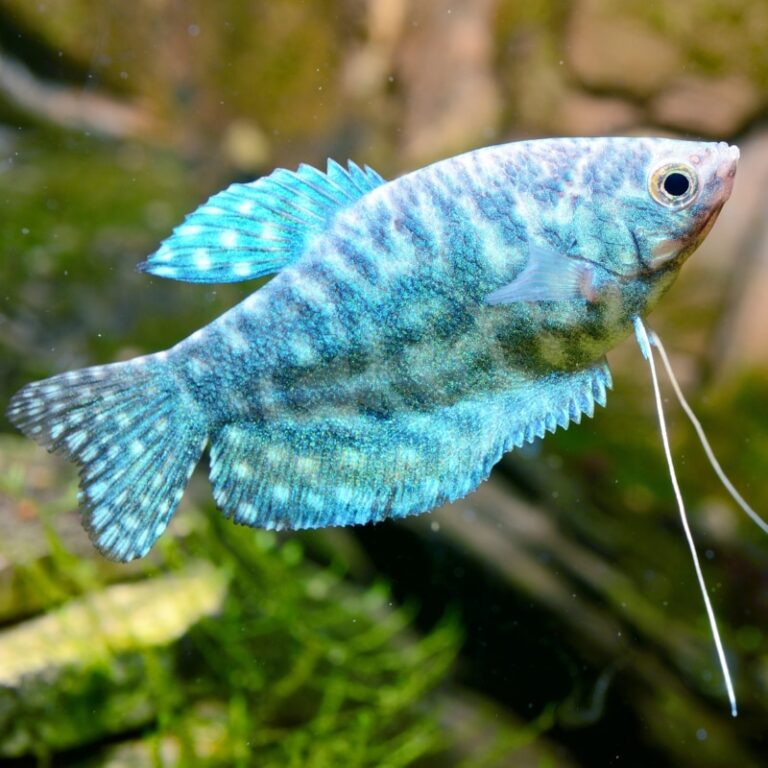 Opaline Gourami1 - Gepunkteter Fadenfisch