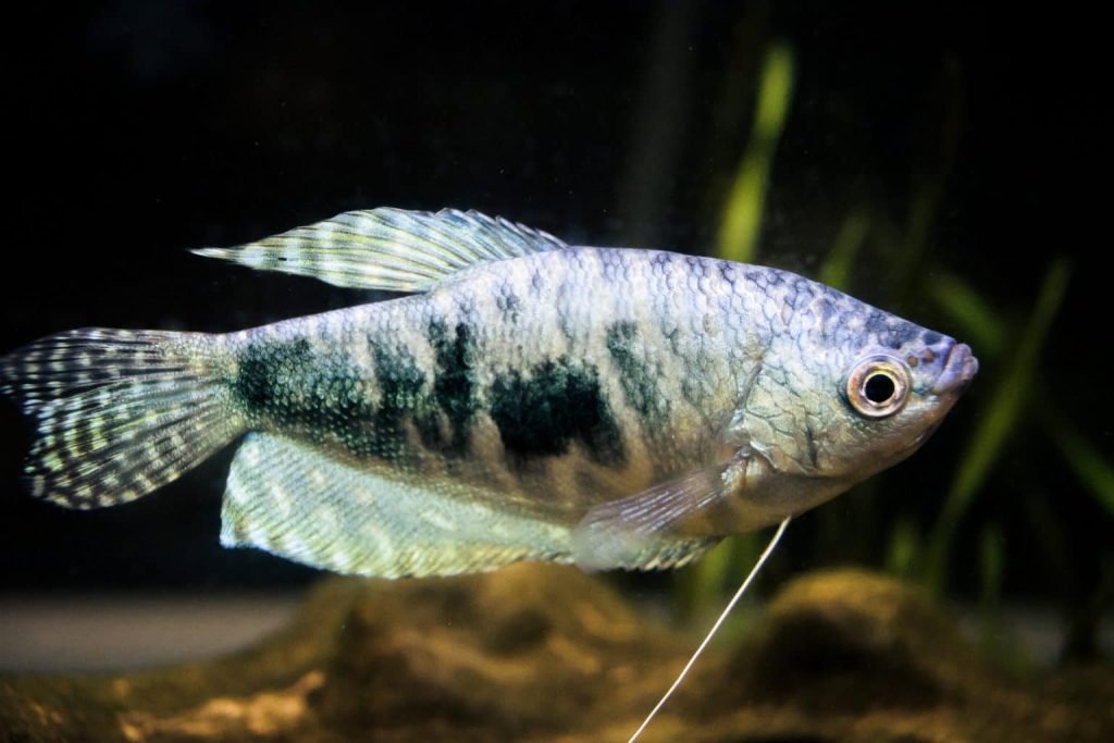 Opaline Gourami2 - Gepunkteter Fadenfisch