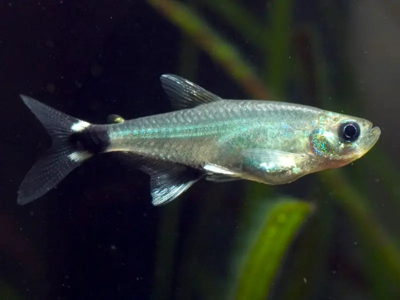 Panda Tetra 1 - Augenflecksalmler