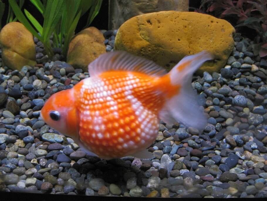 Pearlscale Goldfish - İnce Pullu Japon Balığı