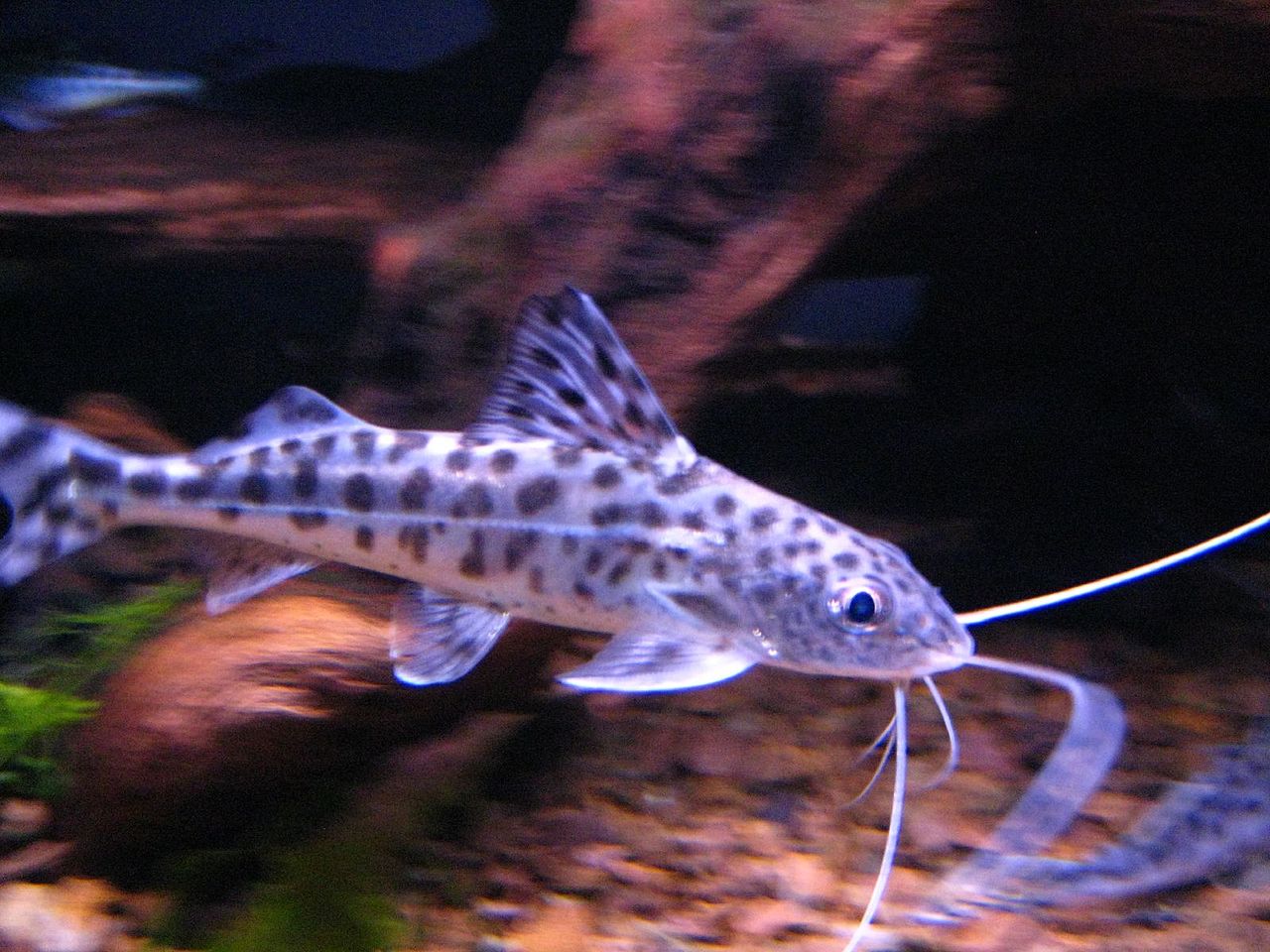 Pictus Catfish1 1 - Pimelodus pictus(Pictus Catfish)