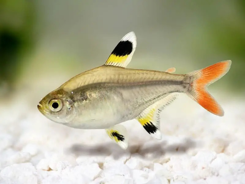 Pristella Tetra 1 1 - Sternflecksalmler