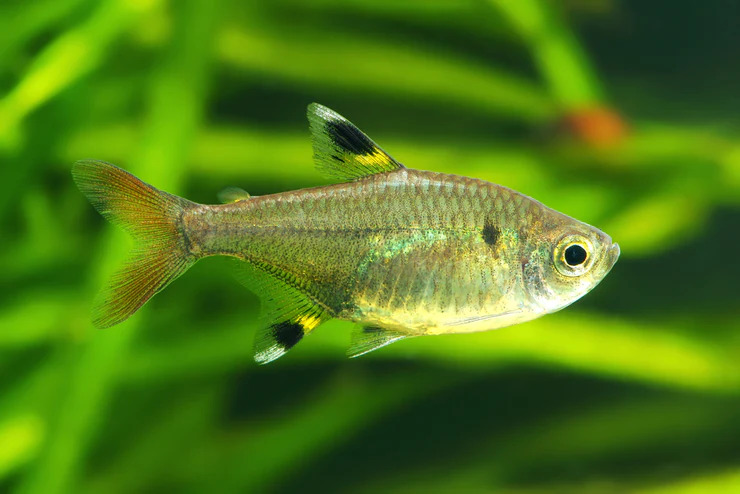 Pristella Tetra - Pristella Tetra (X-Ray)