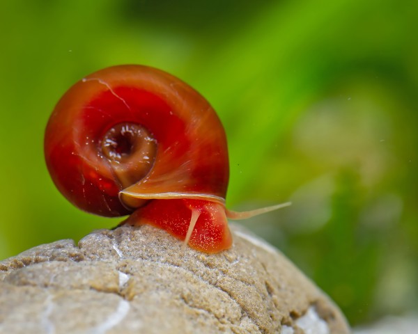 Ramshorn Snail1 - Planorbidae
