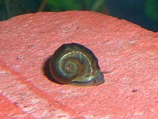 Ramshorn Snail2 - Planorbidae