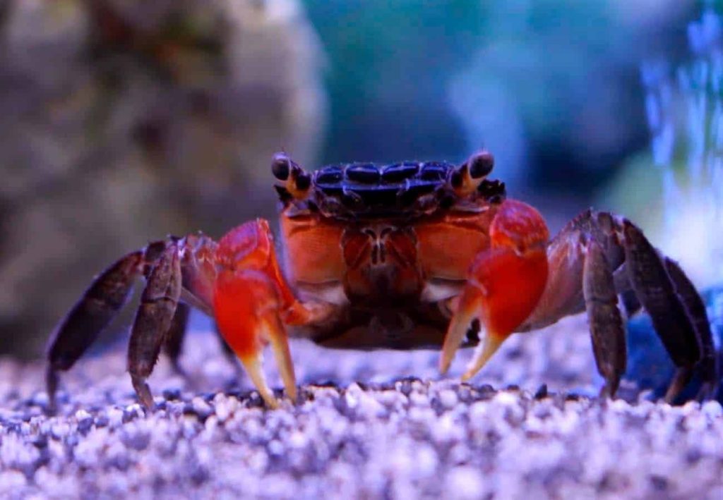 Red Claw Crab - Kırmızı Kıskaçlı Yengeç