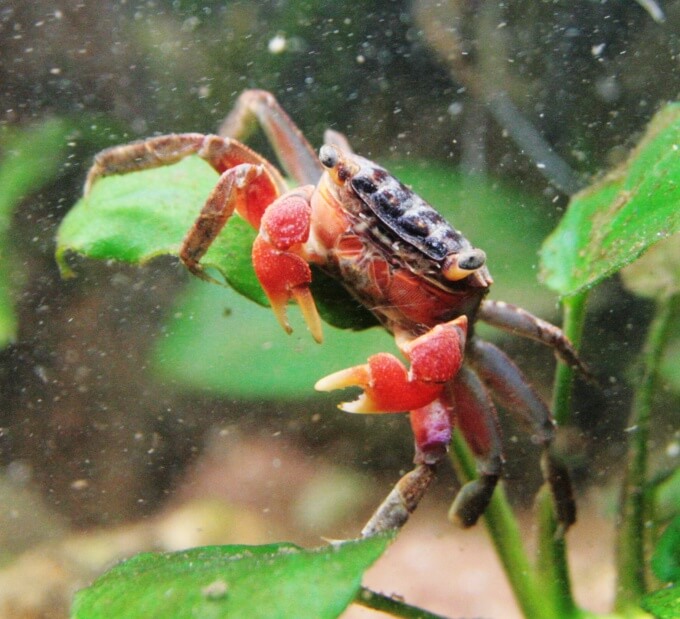 Red Claw Crab1 1 - Red Claw Crab