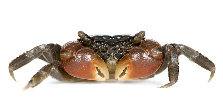 Red Claw Crab2 - Kırmızı Kıskaçlı Yengeç