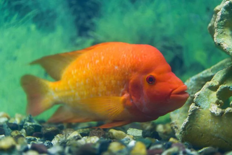 Red Devil Cichlid - Red Devil Cichlid