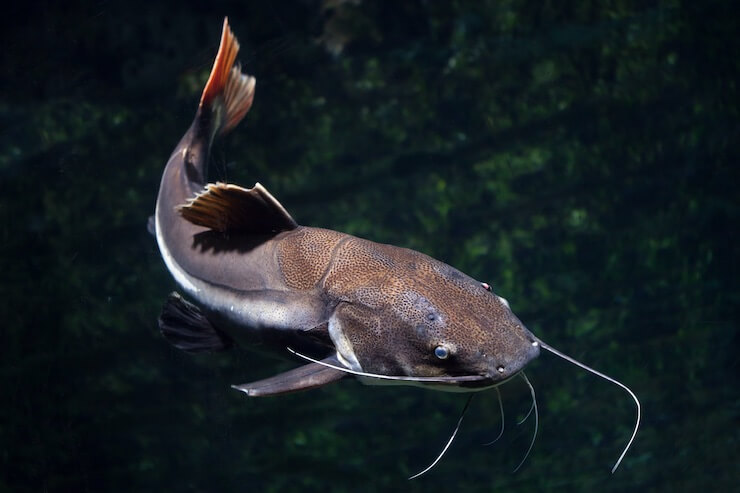 Redtail Catfish1 1 - Kırmızıkuyruk Kedibalığı