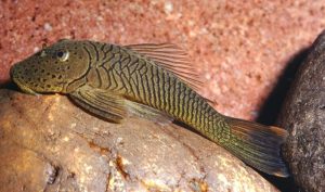 Rubber Lip Pleco1 1 - Rubber Lip Vatoz