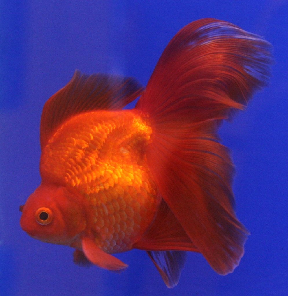 Ryukin Goldfish - Ryukin Japon Balığı