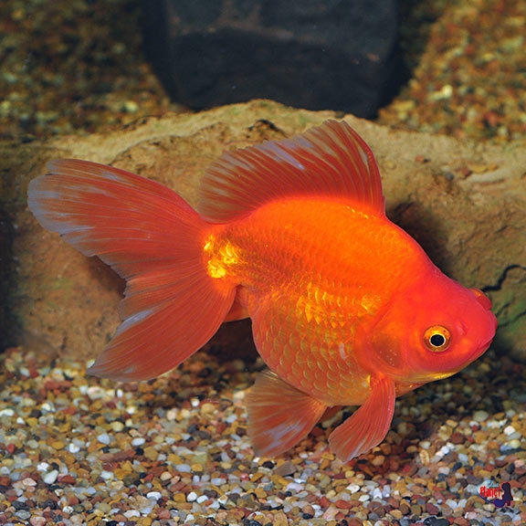 Ryukin Goldfish1 - Ryukin Japon Balığı