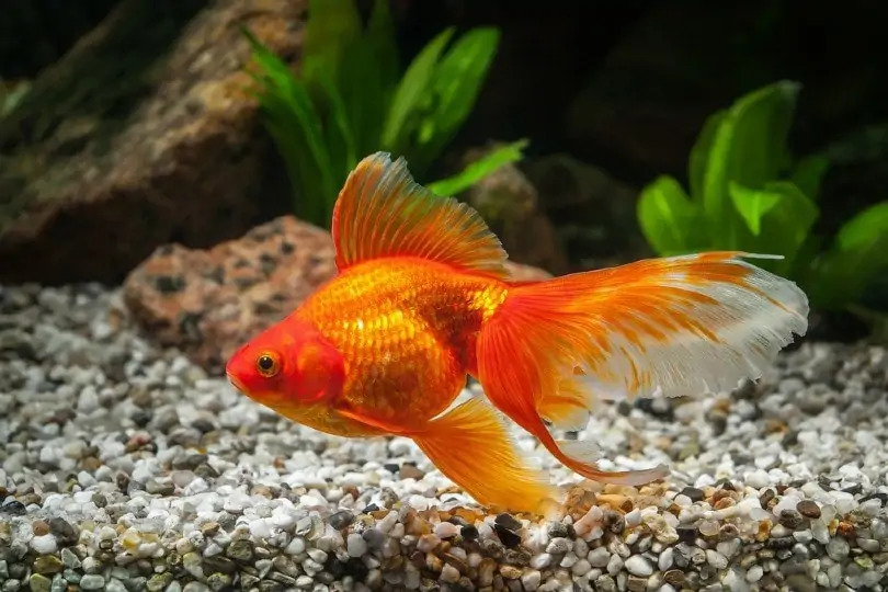 Ryukin Goldfish2 - Ryukin Japon Balığı