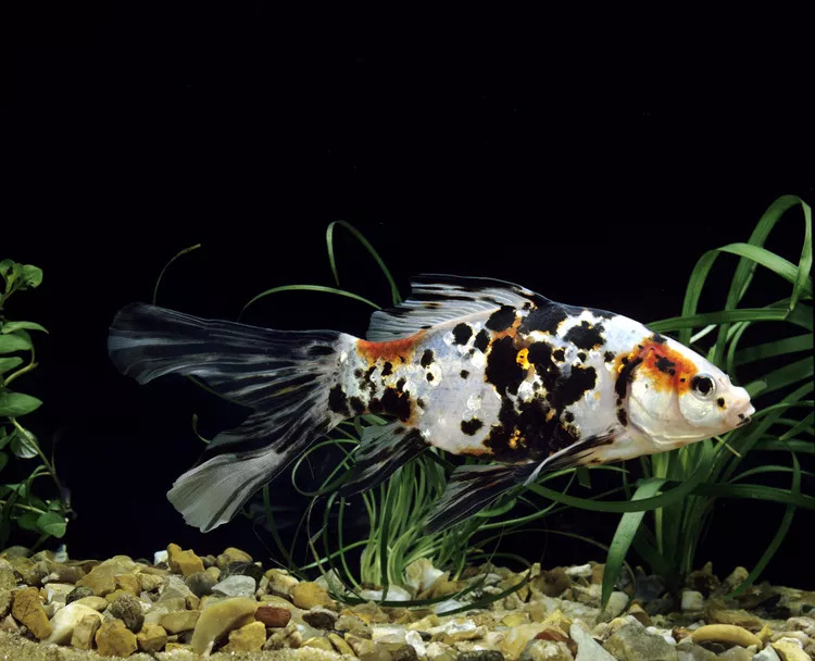 Shubunkin Goldfish - Shubunkin Japon Balığı
