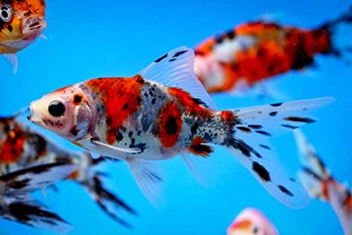Shubunkin Goldfish1 - Shubunkin Japon Balığı