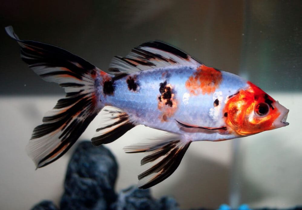 Shubunkin Goldfish2 - Shubunkin Japon Balığı