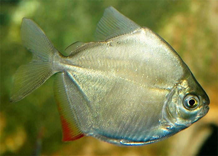 Silver Dollar Fish1 - Silver Dolar Balığı