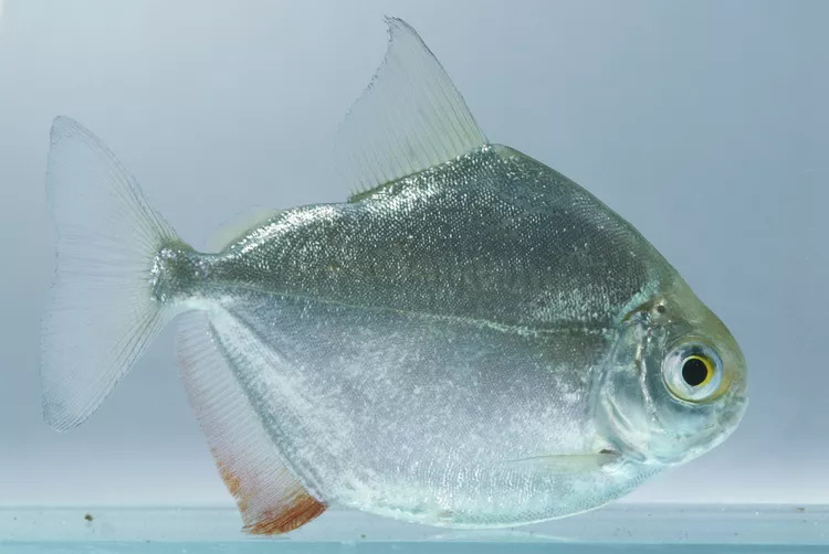 Silver Dollar Fish2 - Silver Dolar Balığı