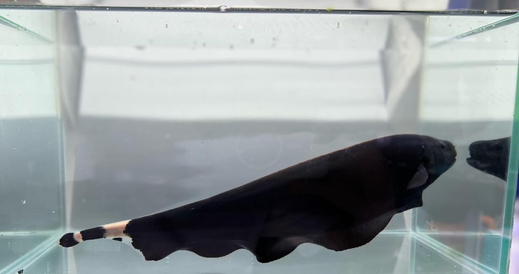 Siyah Hayalet Bicakbaligi 1 1 - Hayalet Balığı