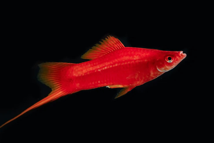 Swordtail Fish 1 1 - Kılıçkuyruk Balığı Bakım rehberi