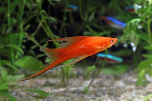 Swordtail Fish 2 - Kılıçkuyruk Balığı Bakım rehberi