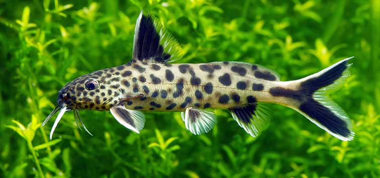 Synodontis Catfish - Ters Yüzen Kedibalığı