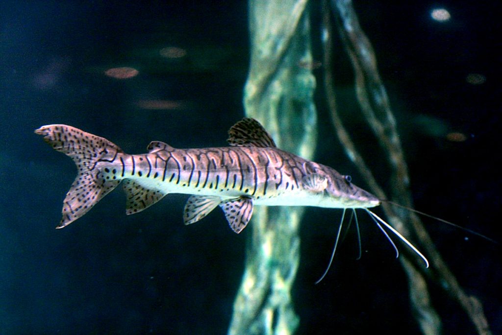 Tiger Shovelnose Catfish - Pseudoplatystoma Fasciatum