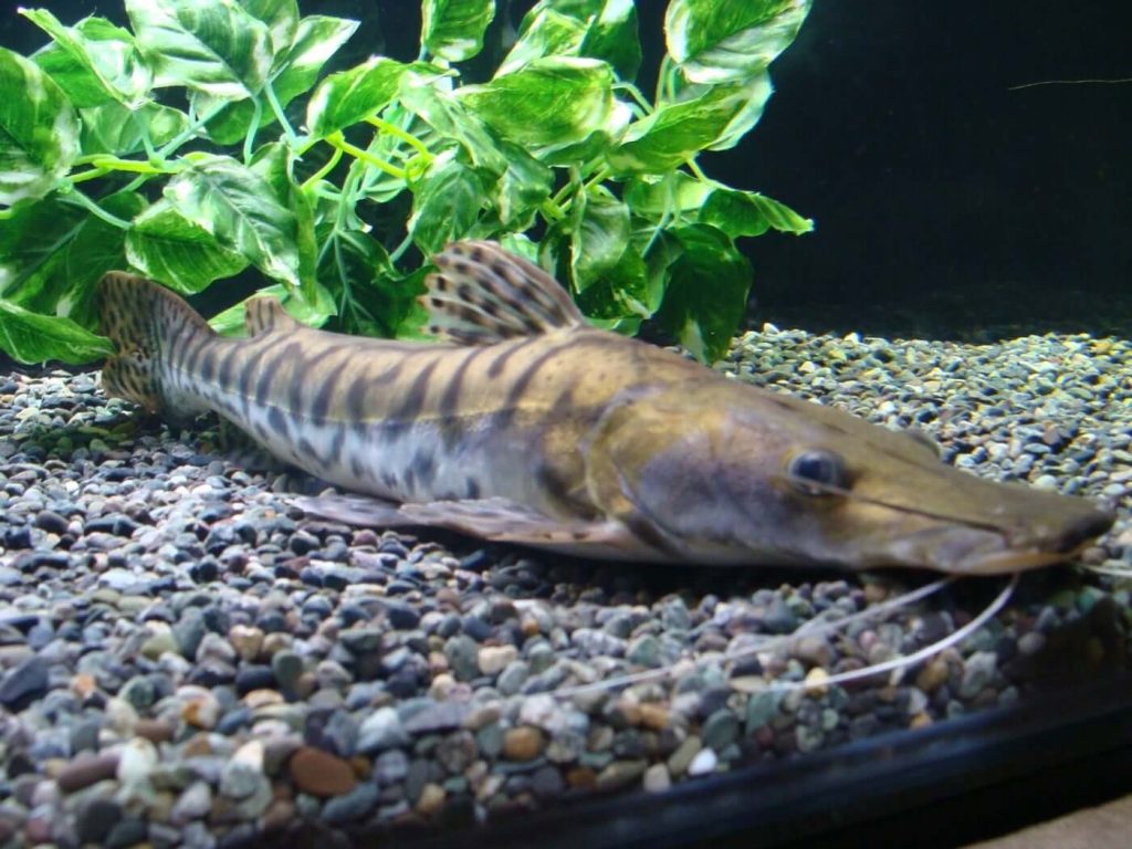 Tiger Shovelnose Catfish2 - Pseudoplatystoma Fasciatum