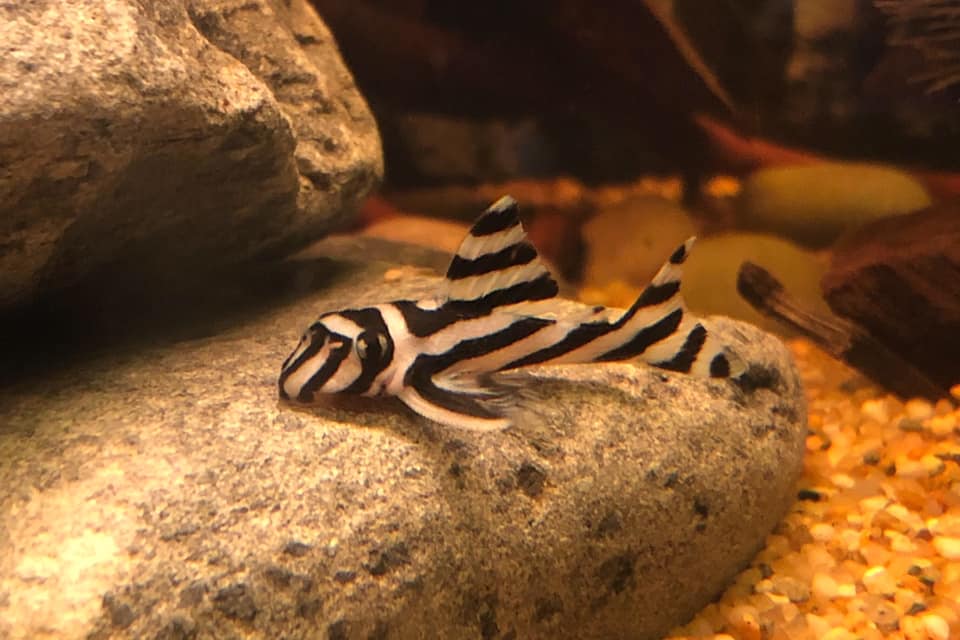 Zebra Pleco1 1 - Zebra Vatoz