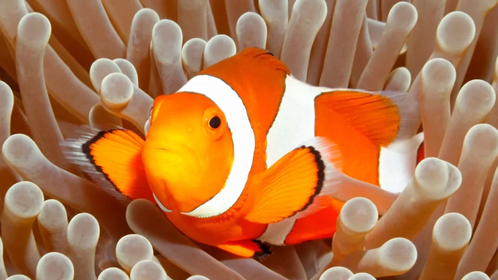 clown fish1 - Anemonenfische