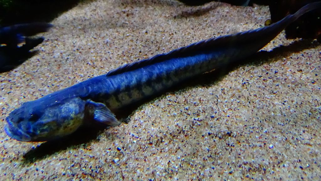 dragon fish gobies1 1 - Dragon Goby